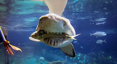 Swimming With The Sharks: The Vegas Poker Ecosystem